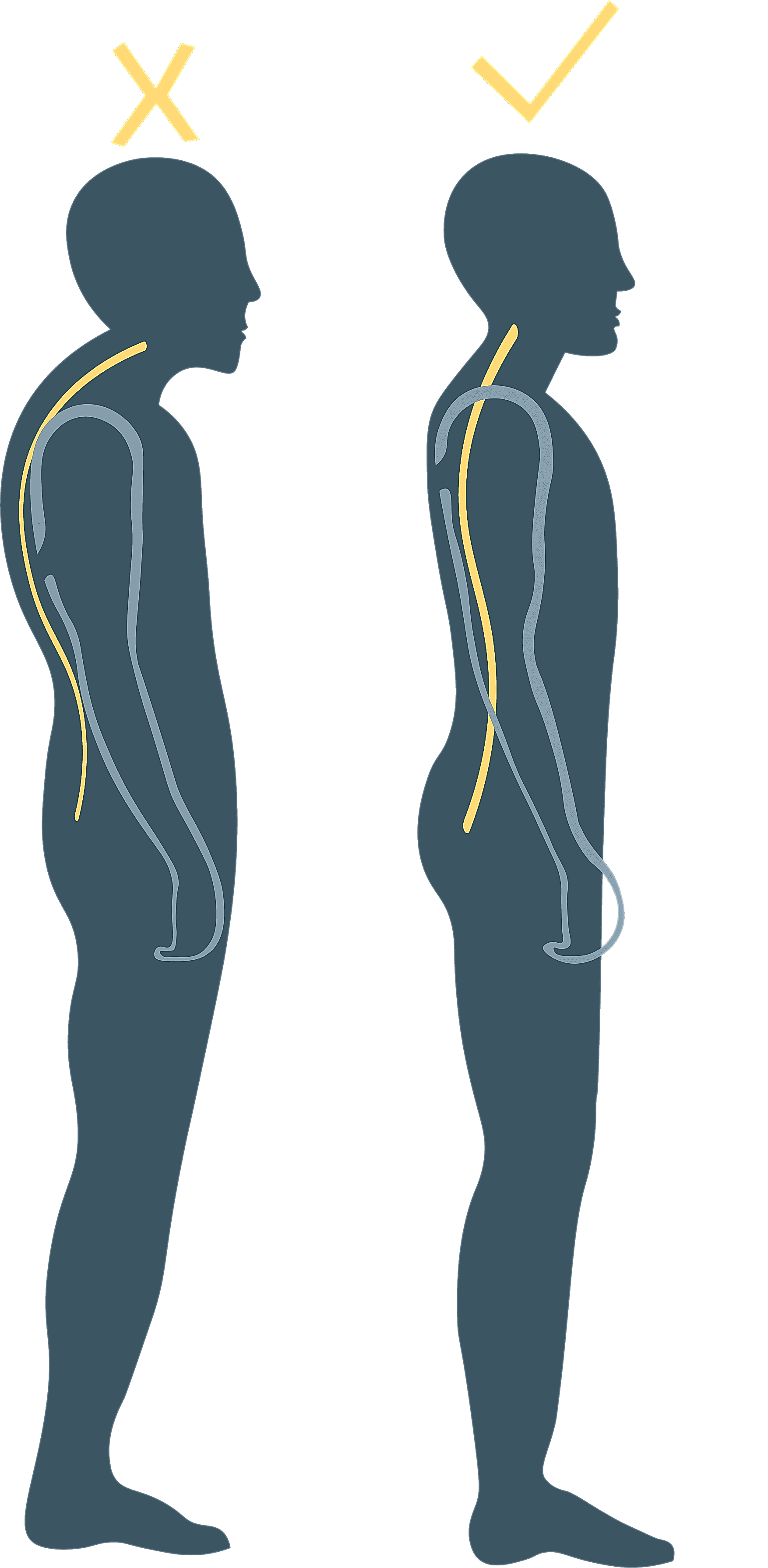 Spine Comparison Image
